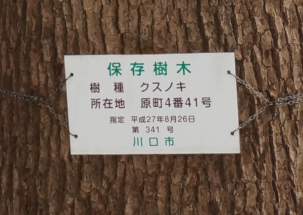 くすのきは当院のシンボル